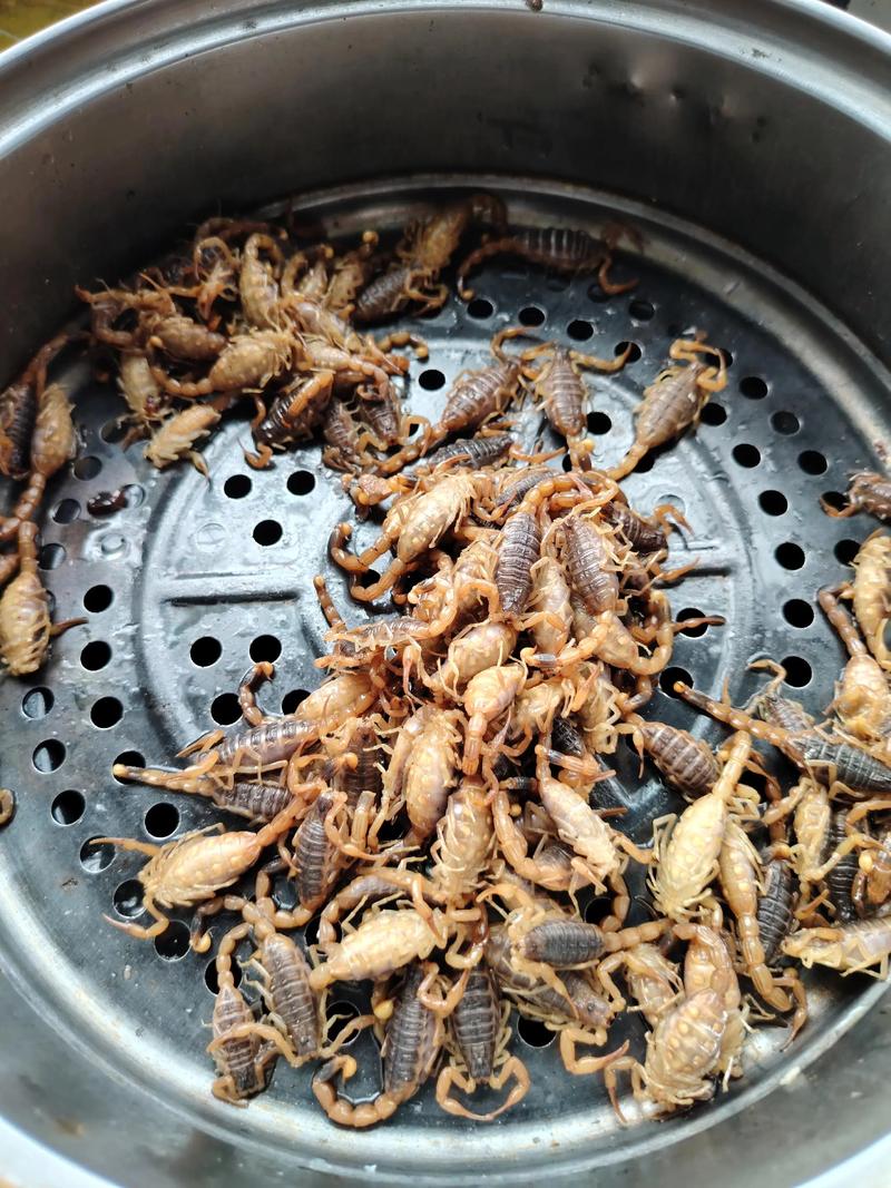 家里适合养蝎子吗？这样的风水布局是否吉利？