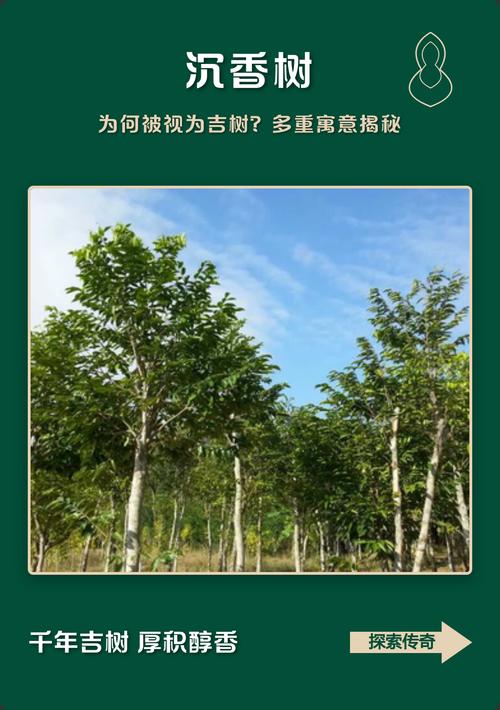野生沉香树在风水学中是否被认定为具有吉祥风水的树木？