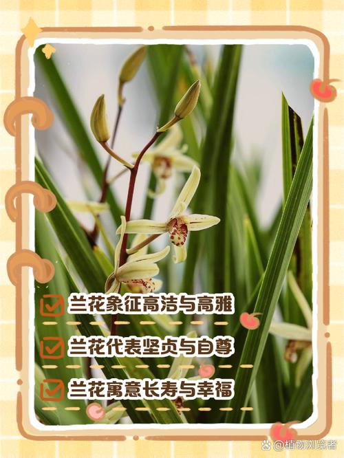 八字兰花命究竟是什么意思？能否详细解释一下这个命理概念？