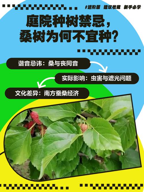桑树种植时有哪些风水讲究和禁忌需要注意？