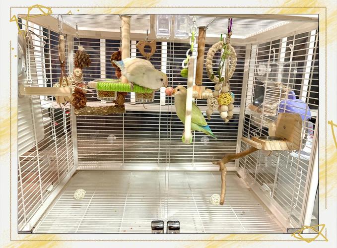 家里适合养鹦鹉的风水布局是怎样的呢？