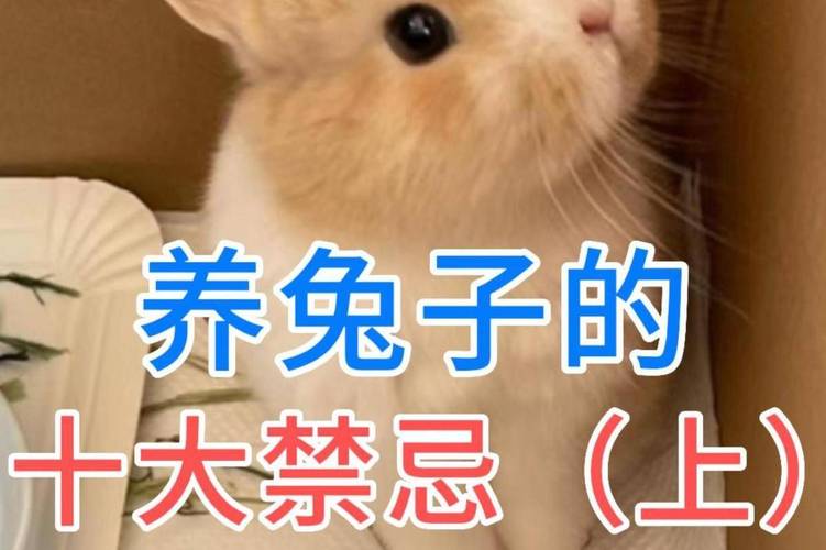 在风水学中，三层楼养兔子有哪些忌讳需要注意？