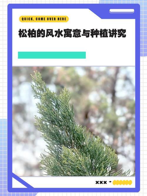 家里种植松柏会对风水产生怎样的影响呢？