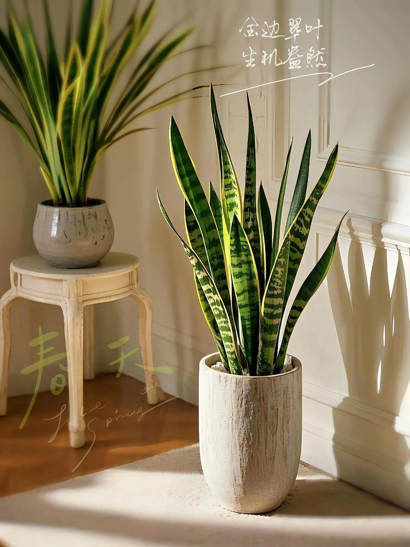 金边虎皮兰摆放风水有何讲究？