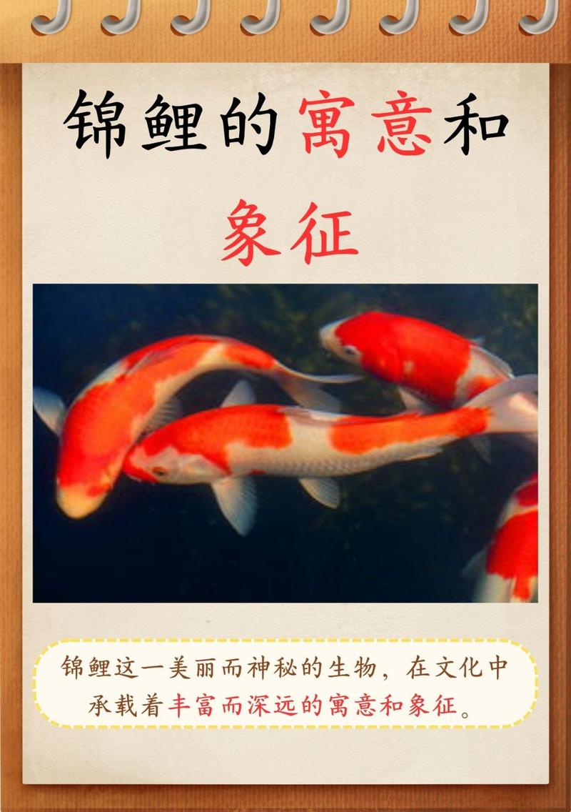 锦鲤作为风水鱼，其寓意和作用究竟有何独特之处呢？