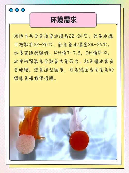 家里适合养鱼吗？这样Zuo既吉利又符合风水讲究吗？