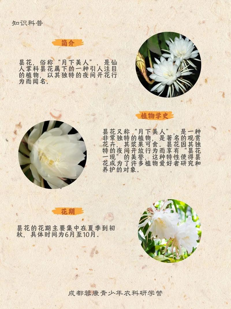 昙花一现的女孩名字寓意独特，如何取一个以昙字开头的女孩名字长尾？