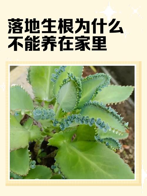 植物枯死对家居风水有何具体影响？