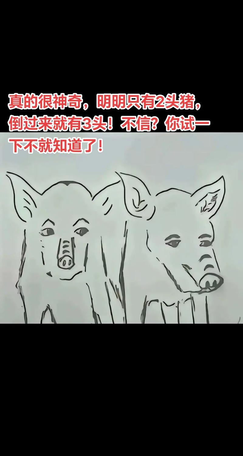 双头猪的命格究竟是怎样的神秘存在呢？