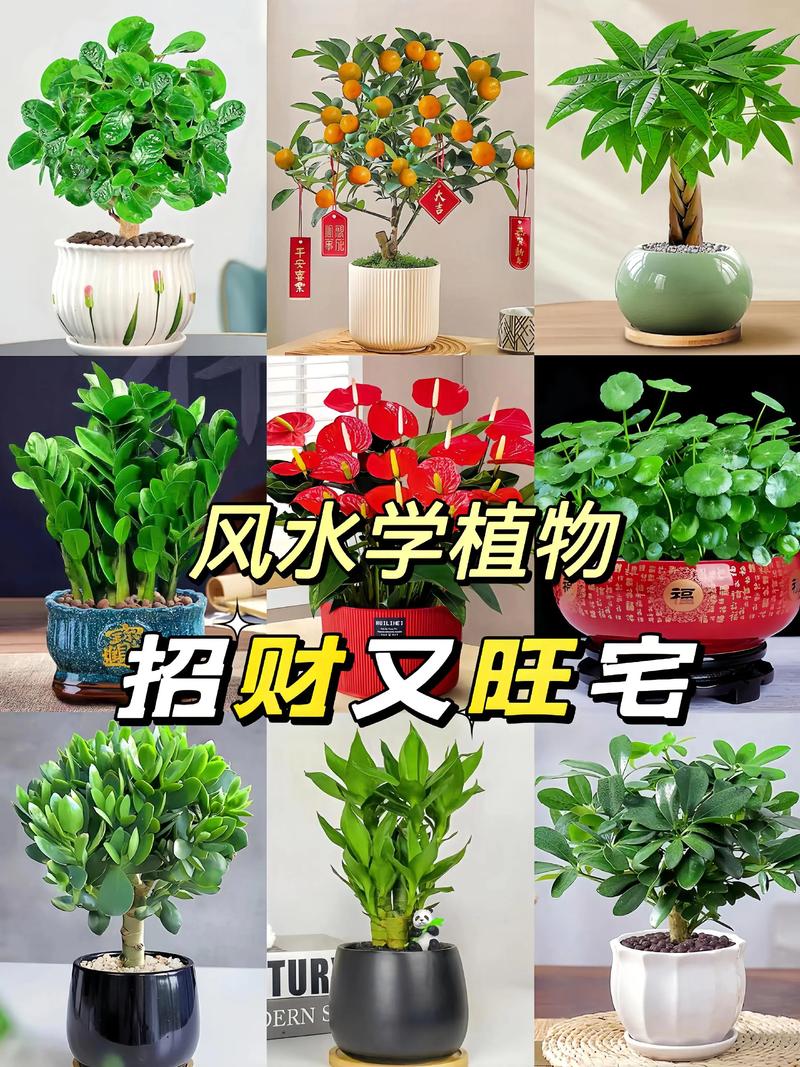 土命家庭适合养哪些植物以旺财运？