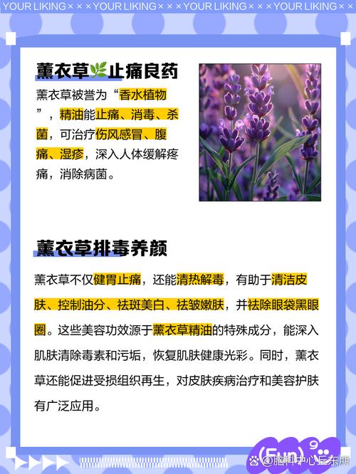 薰衣草种植对家居风水有怎样的影响或作用？