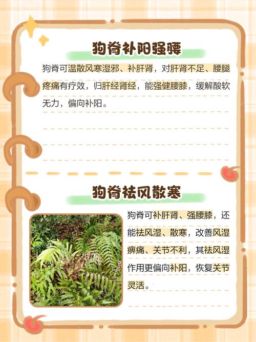 狗血元素真的会对家居风水产生破坏作用吗？