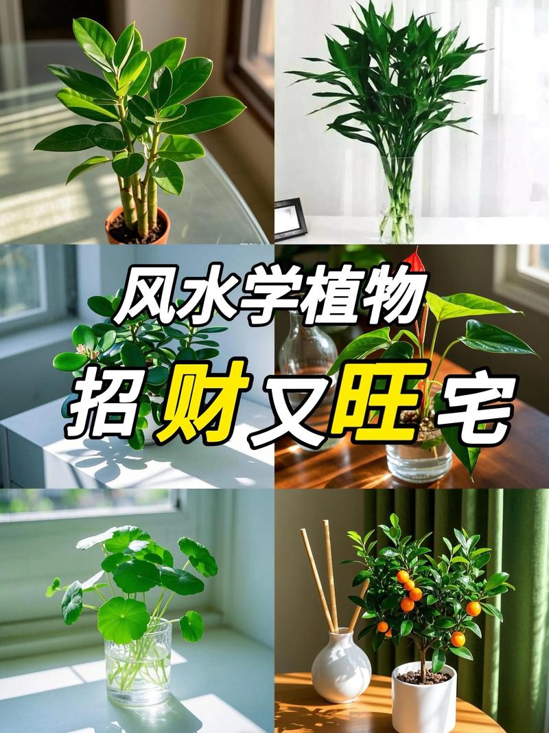 土命人家里养什么植物最旺财？