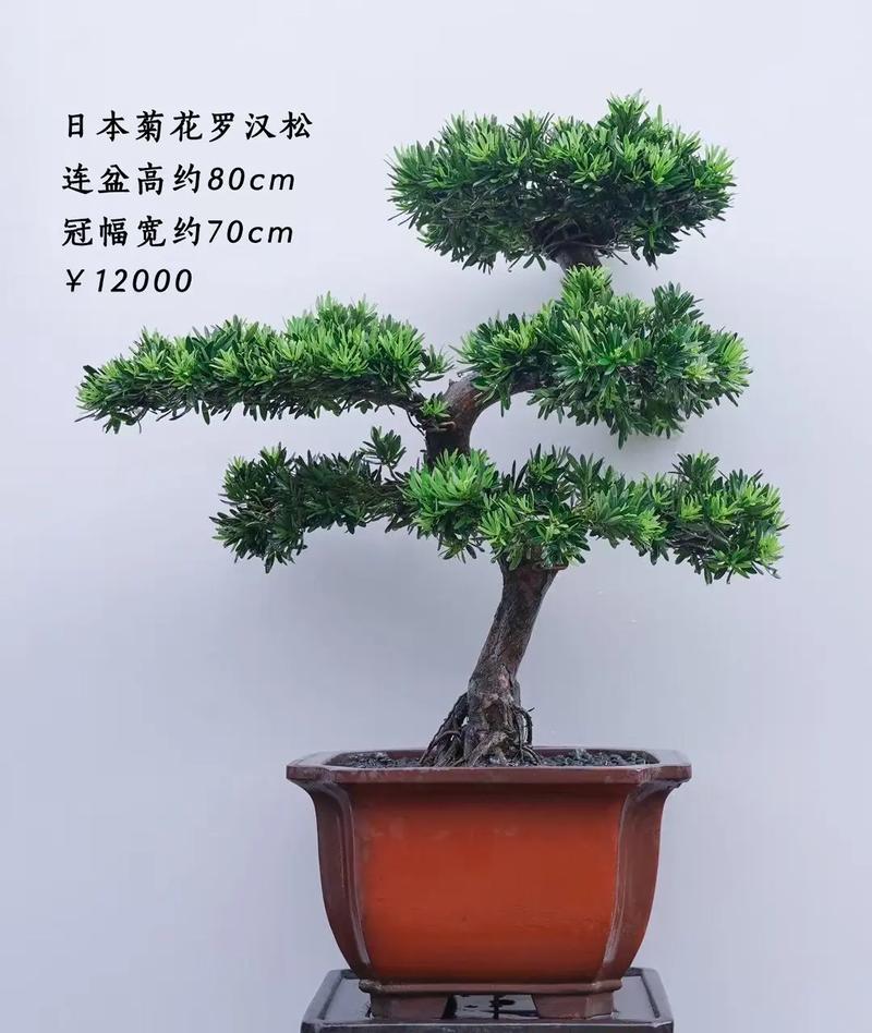 松树盆景对家居风水有怎样的影响或作用？