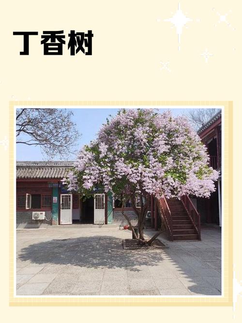 家里适合种植丁香树吗？哪种风水布局更适宜？
