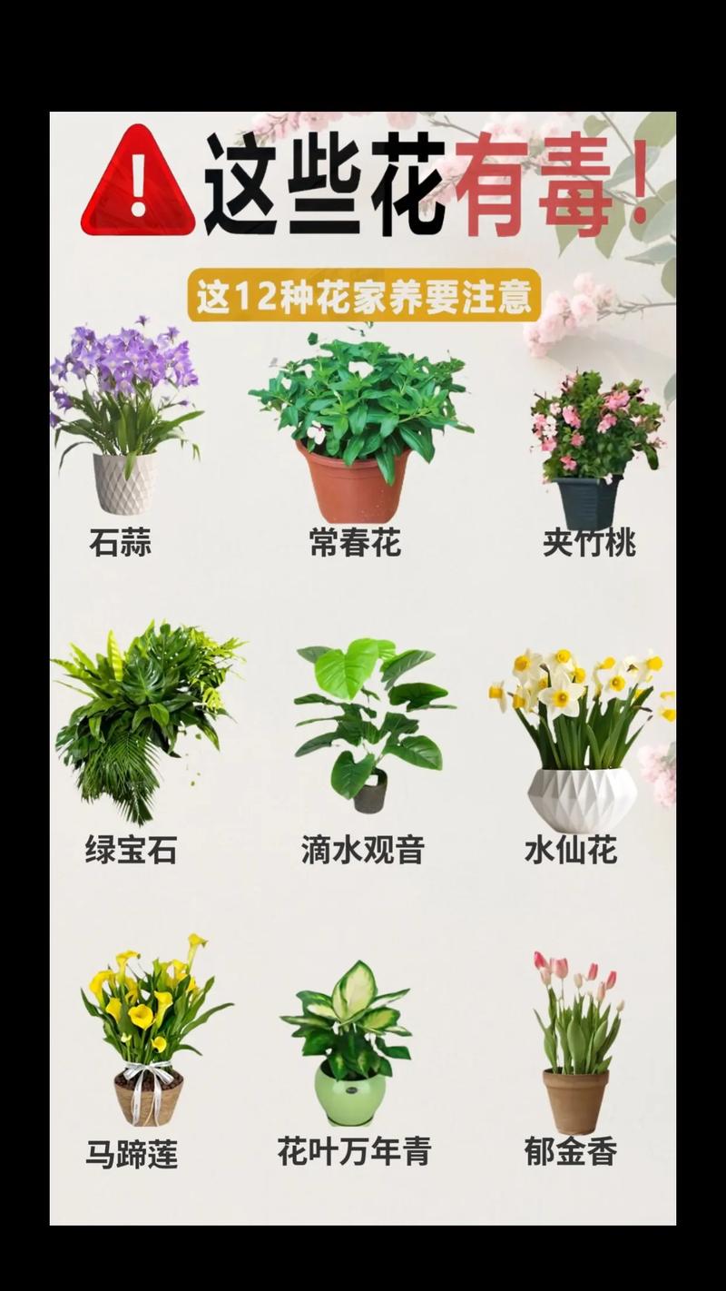 家里养花对风水有影响吗？安全吗？
