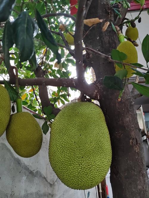 客厅摆放菠萝蜜树对家居风水有影响吗？