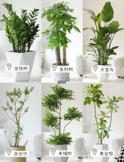 家里火命和金命适合养哪些绿植呢？