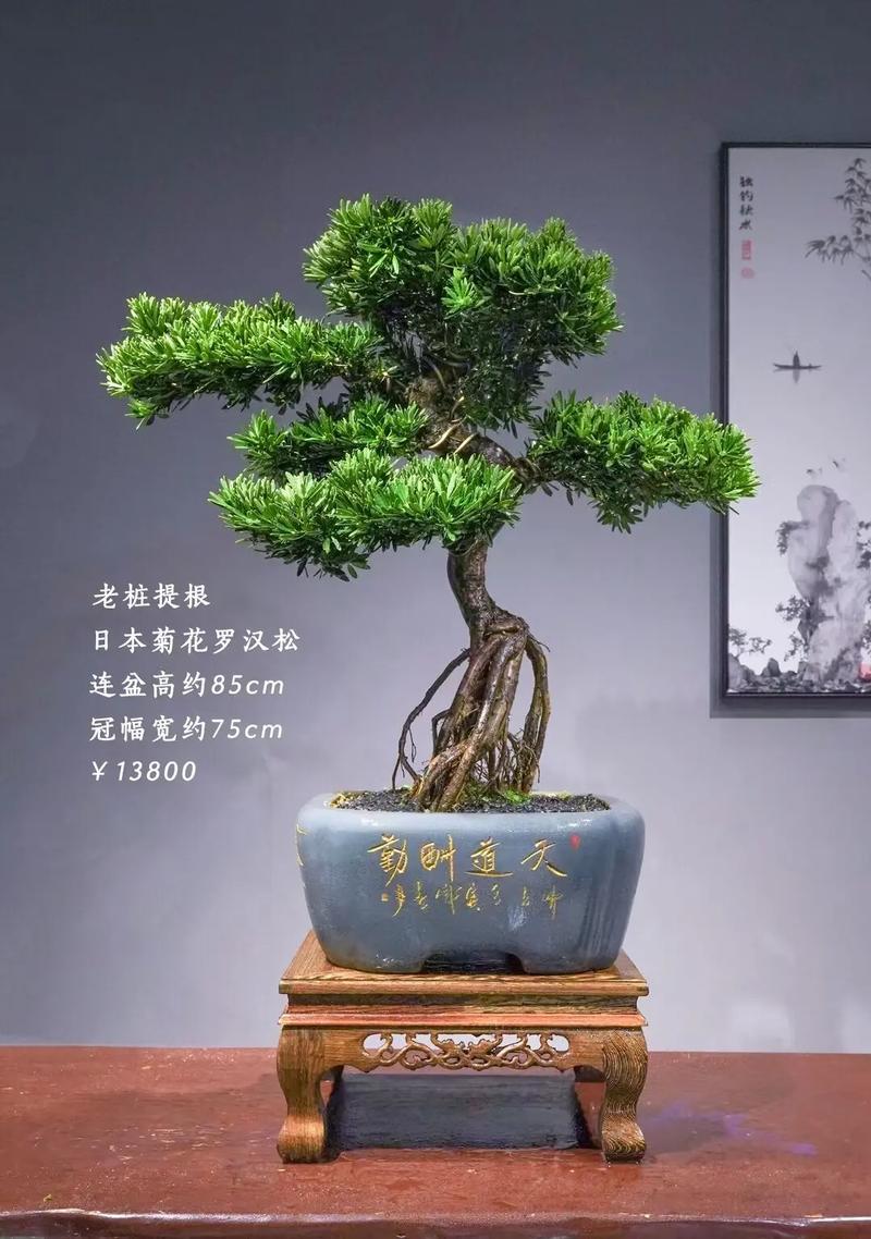 松树盆景对家居风水有怎样的影响或作用？