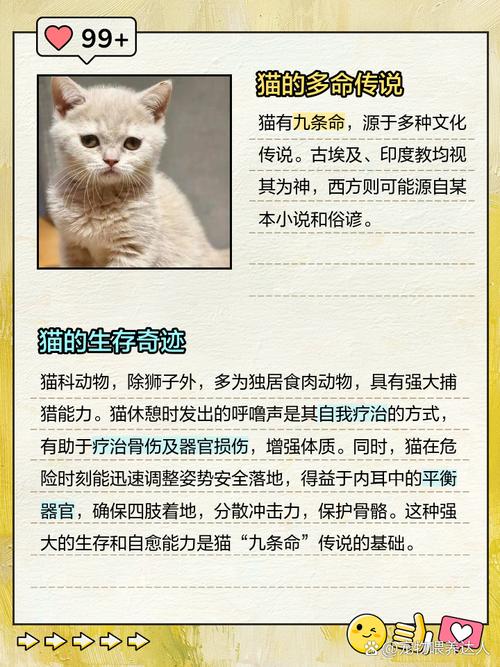 九命猫究竟属于哪种命格？命格究竟是什么意思？