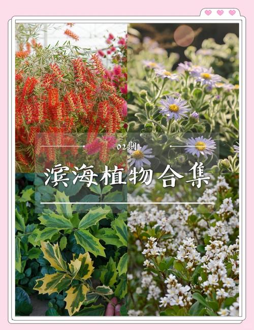 适合海水的植物有哪些？海里者阝有哪些植物种类？