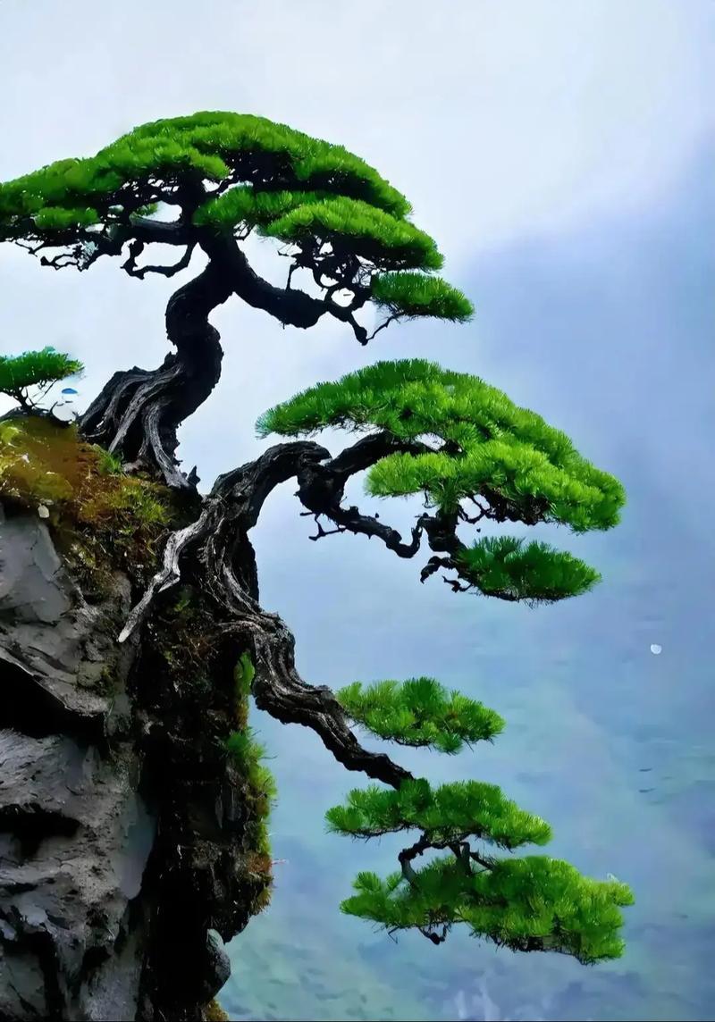 松柏木命男孩命运嫩否，使其如松柏般坚韧不拔？