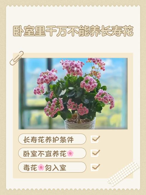 养花过多会对家居风水产生哪些不利影响呢？