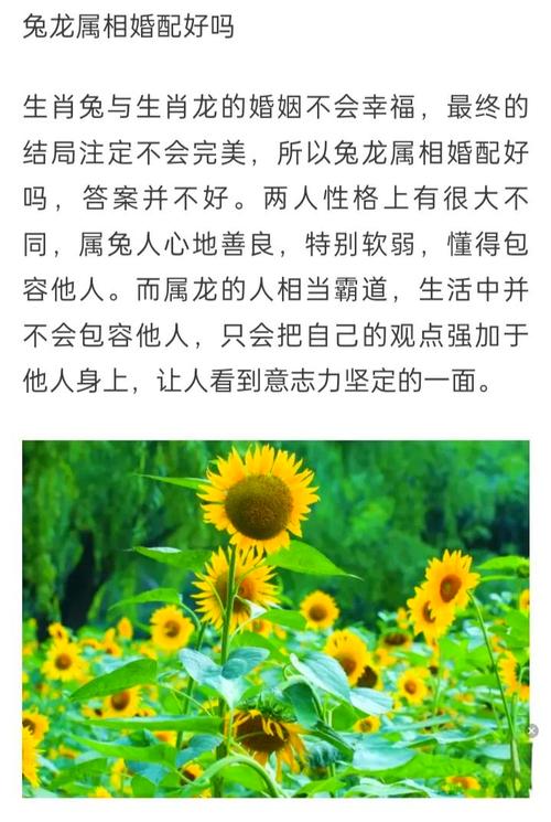 属兔与属龙结婚搭配是否适宜，有没有什么讲究或禁忌？