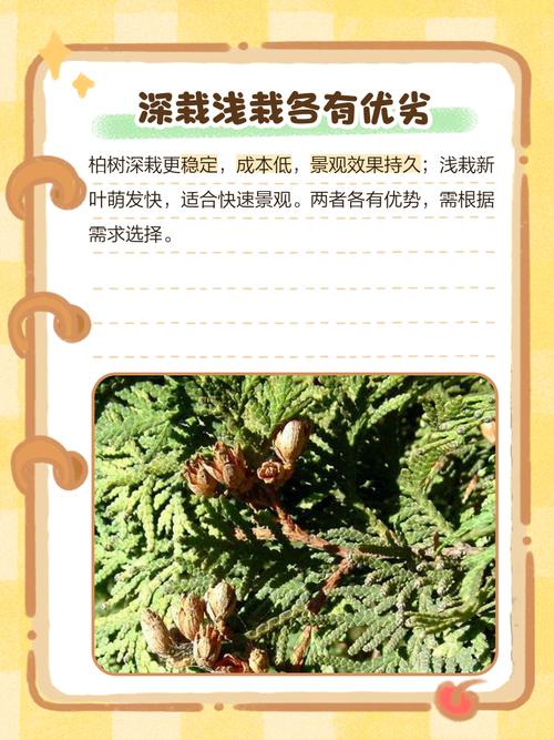 今日农历三月二十适合栽树吗？2026年5月6日是否适宜植树？
