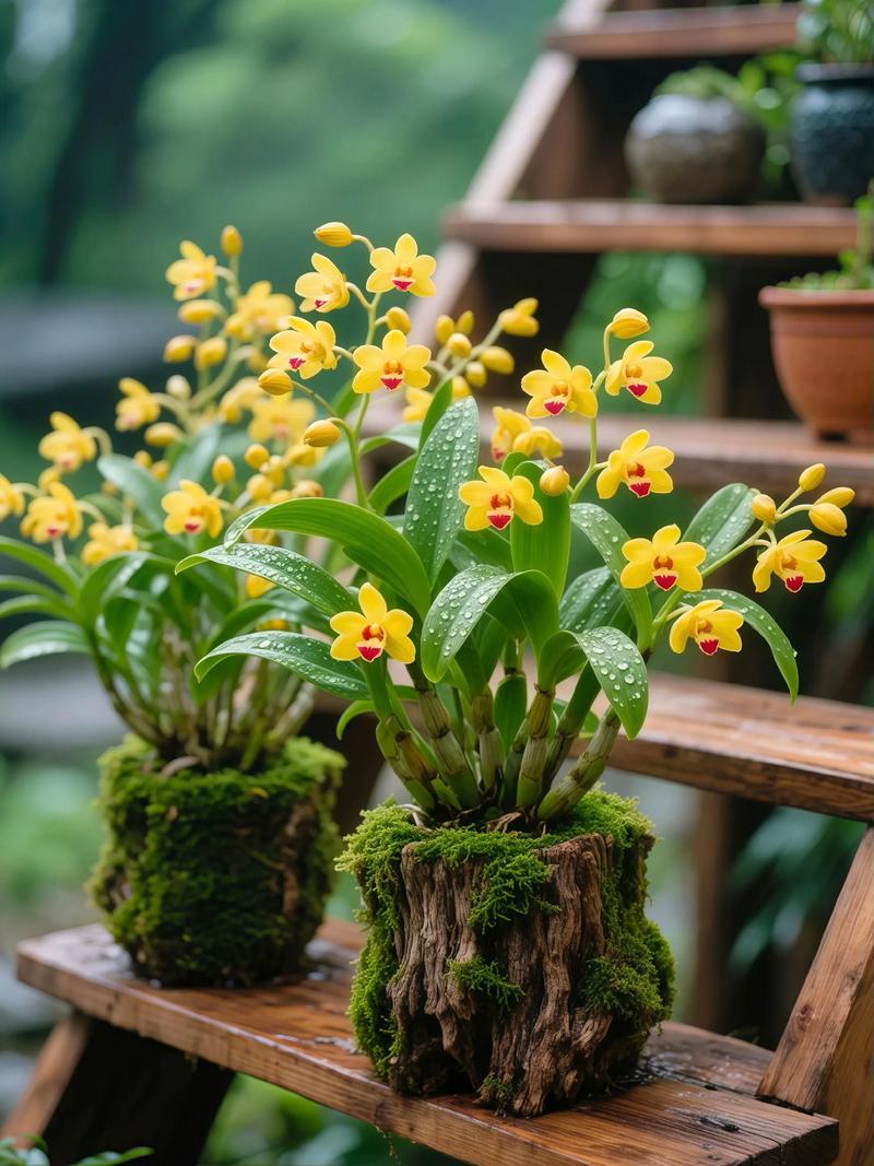 铁皮石斛作为风水植物，其摆放位置有何讲究？