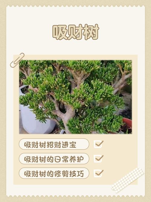 摇钱树在风水上具体有哪些作用和影响？