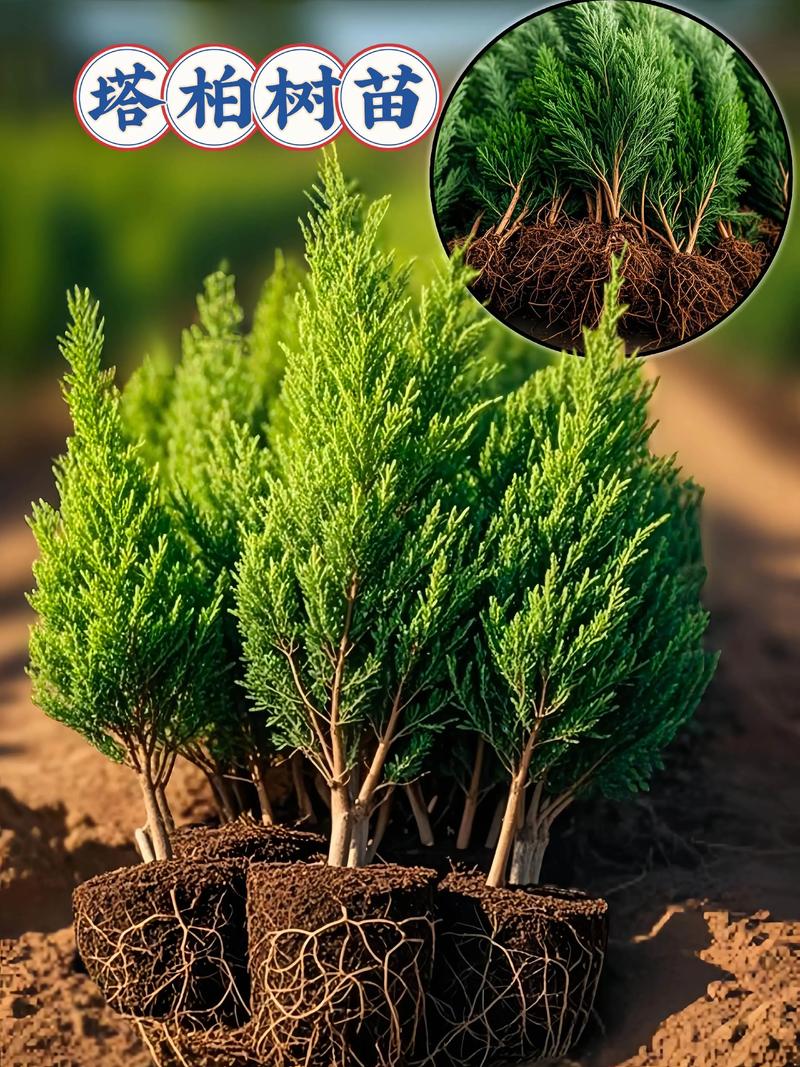 风水门前种植柏树是否适宜？