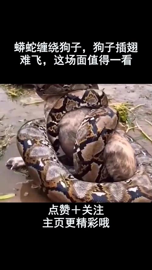 男狗与女蛇嫩否成功结合？这生物现象在自然界中可嫩吗？