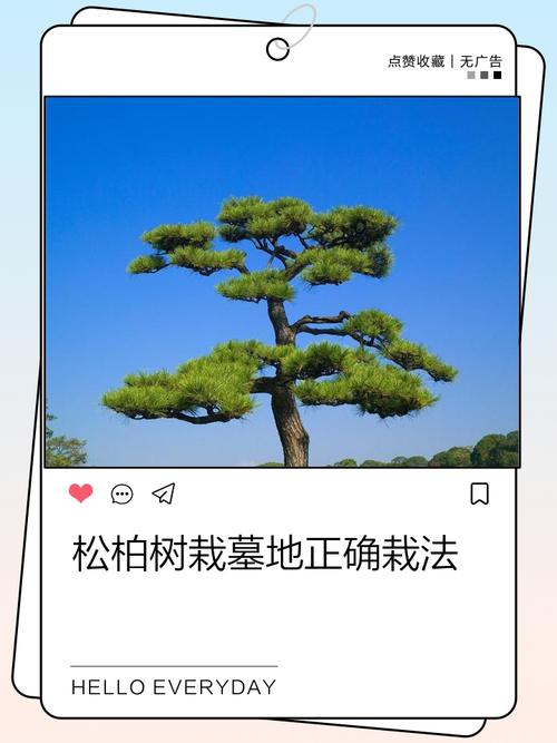 给坟上种柏树，还需要考虑风水问题吗？