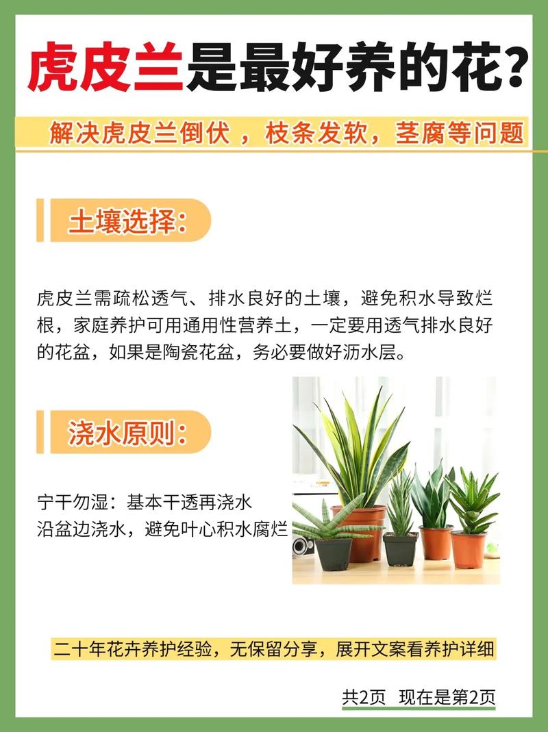 虎皮兰适合哪种命理的人养，其功效与作用有哪些，有什么禁忌需要注意？