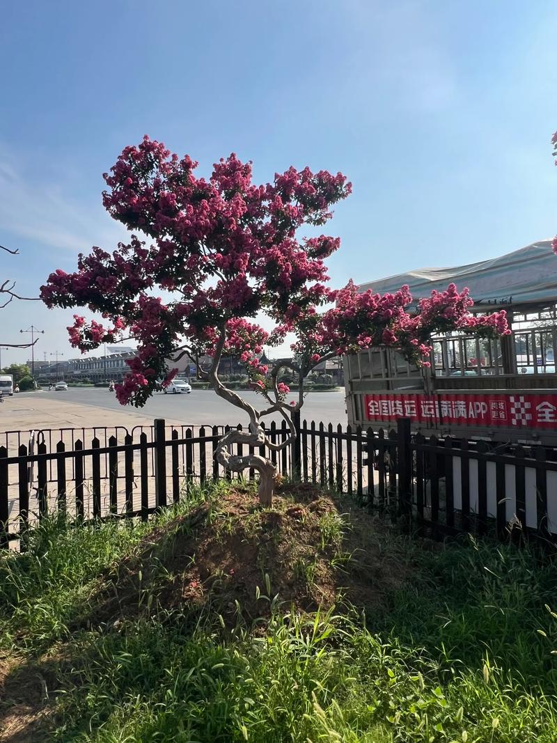 紫薇树作为风水树，其作用和摆放有何讲究？