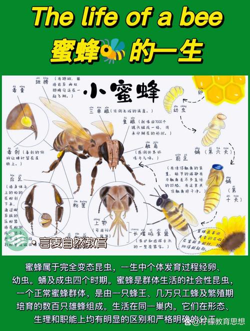 风水对蜜蜂的生存和活动有怎样的影响呢？