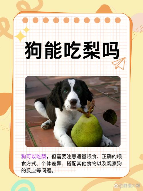 狗可以吃风水梨吗？这种梨对狗狗来说有毒吗？