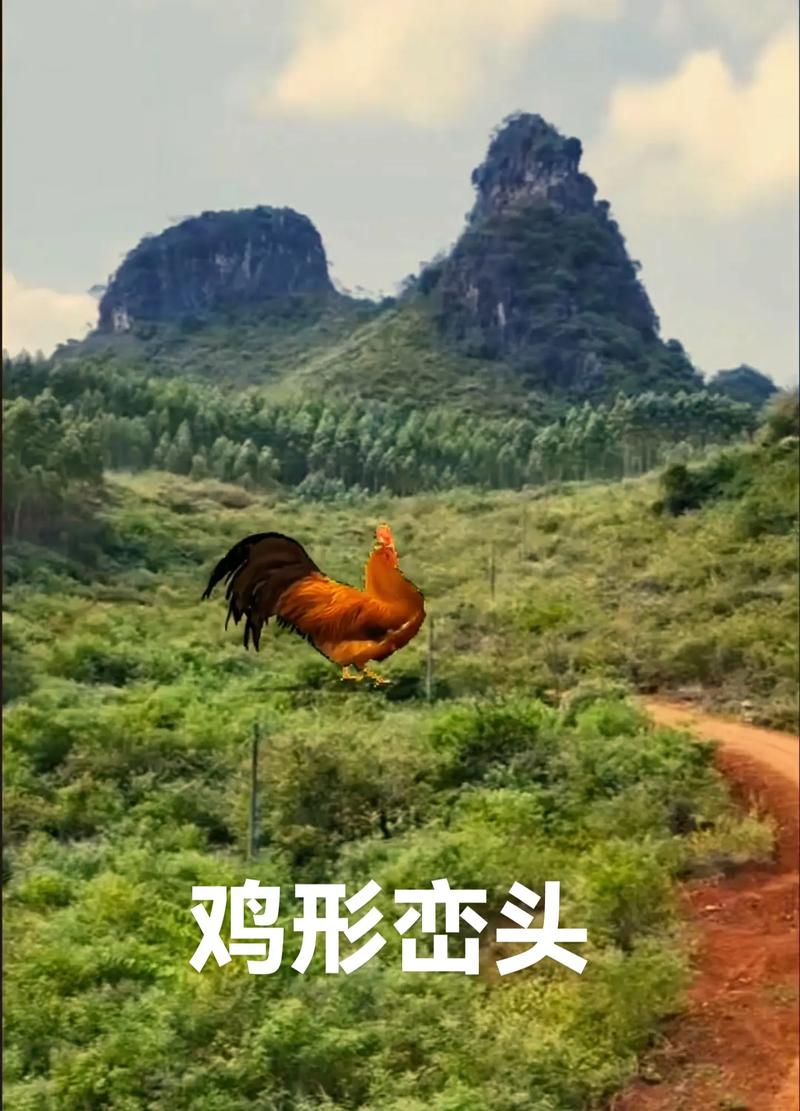 黄公鸡与风水之间是否存在某种神秘联系？