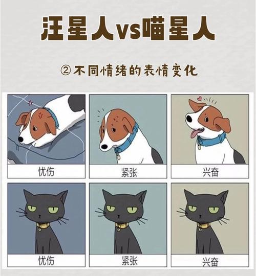 如何通过八字命理调整，让天生与猫狗不合的人改善与宠物的关系？