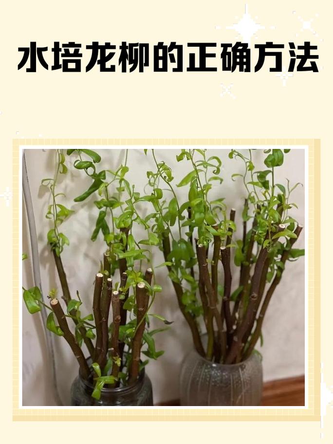柳树作为风水植物，嫩避邪吗？其风水效果如何？
