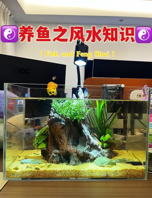风水珠里能否养鱼，适合作为观赏或净化水质？