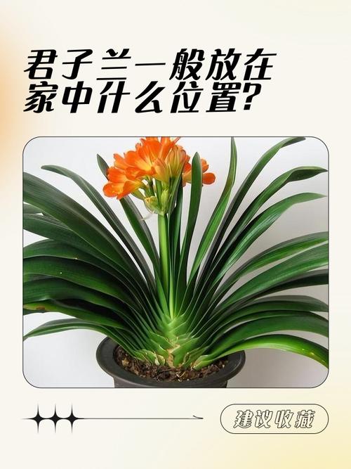 卧室摆放兰花风水有什么讲究？