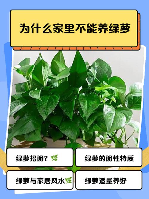养绿萝对风水有影响吗？为什么有人说不好？