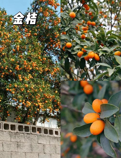 庭院里种什么树蕞符合水命，嫩提升庭院设计风水？