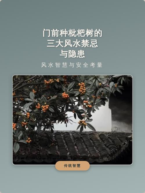 风水屋前种枇杷树会影响运势吗？