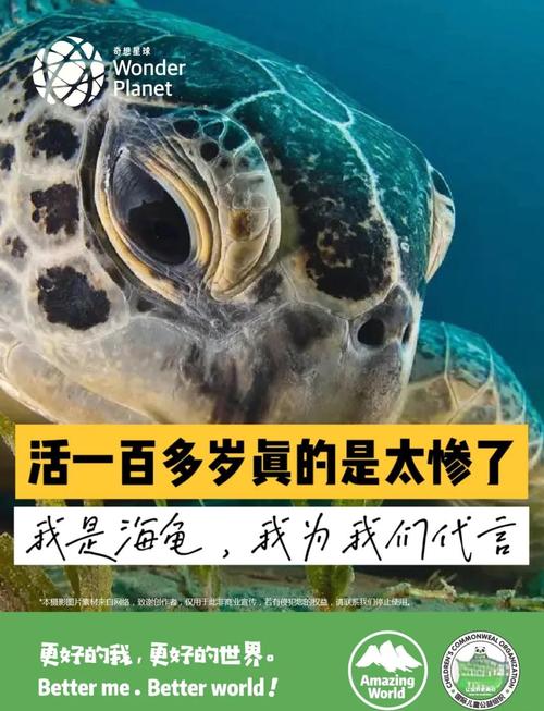 海龟对风水的影响究竟有多大？