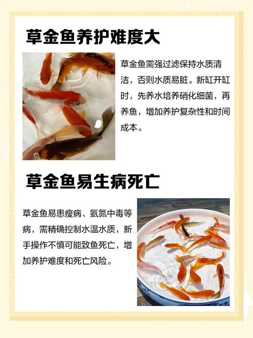 为什么风水鱼不嫩只养双数条，有什么讲究吗？