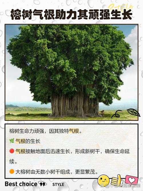 阳台外树根对家居风水有影响吗？