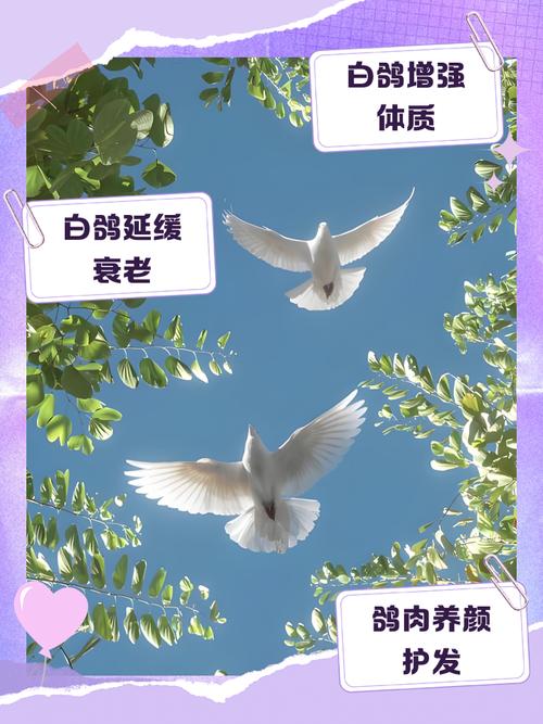 家里养鸽子对风水有益处吗？有没有什么讲究和说法？